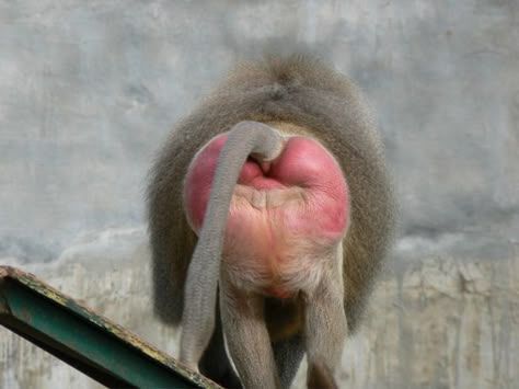 Sexual preferences are usually best kept between you and your partners. Unfortunately for most animals, though, evolution has made their sexual preferences known to the entire world Mandrill Monkey, Mandrill, Cartoon Monkey, Kissy Face, Mountain Gorilla, Animal Study, Animals Friendship, Baboon, Try Not To Laugh