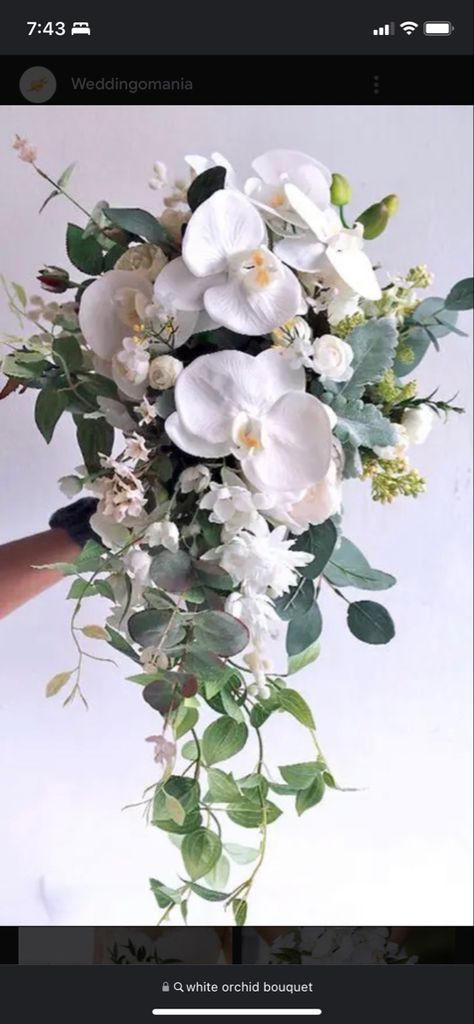 Orchid Eucalyptus Bouquet, Orchid And Eucalyptus Bouquet, Small Cascading Bouquet, Cascading Wedding Bouquets Orchids, Magnolia Bridal Bouquet, White Lilium, Orchid Wedding Theme, White Orchid Bouquet, Orchid Bridal Bouquets