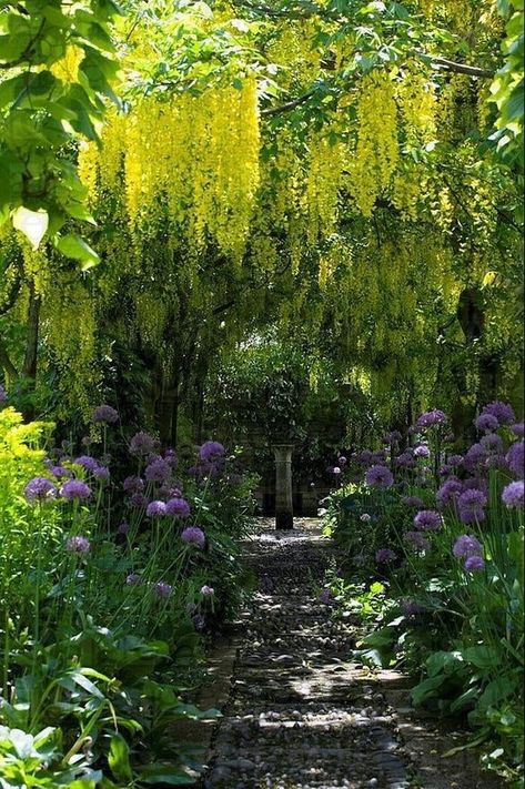 Yellow Wisteria, Secret Garden Design, Barnsley House, Backyard Paradise, Garden Design Ideas, Romantic Garden, Enchanted Garden, Gorgeous Gardens, Garden Cottage