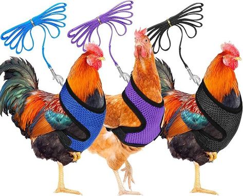 Smart School House Chicken Leash, Chicken Harness, Dog Training Vest, Training Chickens, Poultry Supplies, Family Flowers, Fitness Gadgets, Pet Leash, Pet Harness