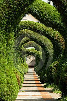 6 Unique Hedge Design Ideas - JimsMowing.com.au #topiarygarden #topiarygardenideas #formaltopiarygarden Topiary Garden, Formal Gardens, Gorgeous Gardens, Garden Paths, Dream Garden, Hedges, Amazing Gardens, Organic Gardening, Land Scape