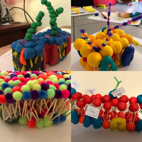 Plasma Membrane Model, Cell Membrane Model Projects, Science Models, Biology Projects, Plasma Membrane, Biology Art, Cd Crafts, Teaching Biology, Cell Membrane