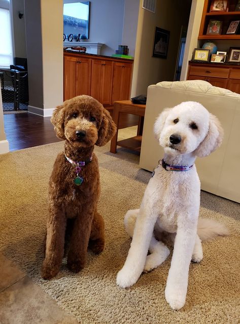 Fluffy Goldendoodle Haircut, Teddy Bear Haircut Poodle, Cute Golden Doodle Haircuts, Bernedoodle Short Haircut, Labradoodle Haircut Style Teddy Bears, Doodle Cuts Goldendoodle Haircuts Short, Short Hair Goldendoodle, Short Labradoodle Haircut, Curly Labradoodle Haircut