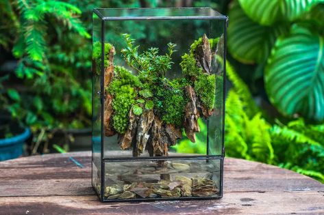 Terrarium diy