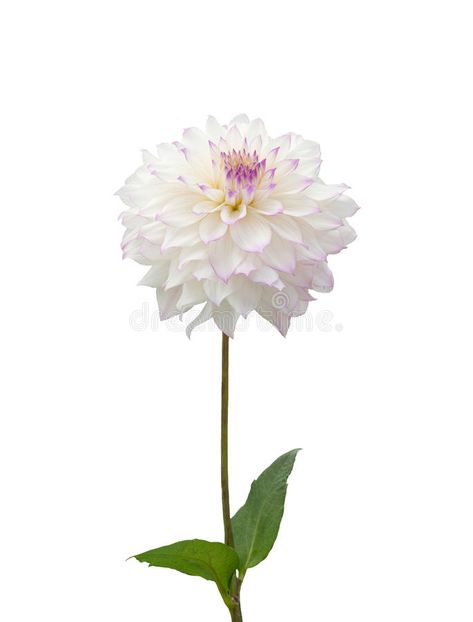 Beautiful white dahlia. Fresh white dahlia isolated on a white background #Sponsored , #AD, #Ad, #white, #background, #isolated, #Beautiful Asian Cards, Dahlia, White Background, Pattern Design, Stock Images, Stock Photos, White, Flowers, Plants