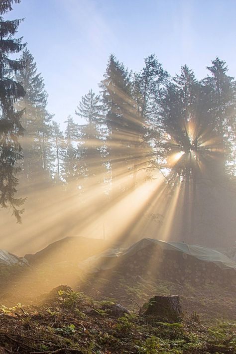 Nature Lights, Mid Day Sun Photography, Nature Light, Beams Of Light, Forest Sunrise, Natural Lighting, Morning Light Aesthetic, Morning Sunlight, Sunlight Aesthetic