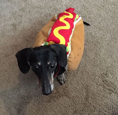 Dog Dressed Up For Halloween, Halloween Dogs, Spooky Szn, Halloween Dog, Dog Halloween Costumes, Dog Costumes, Sweet Dogs, Dog Dresses, Dog Halloween