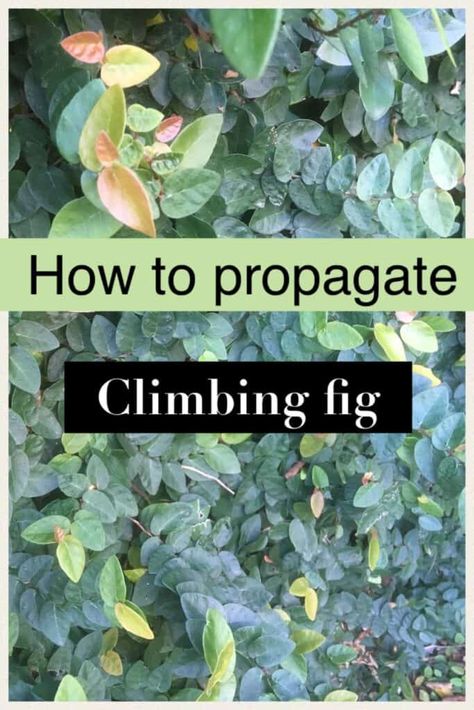 Fig Ivy Wall, Climbing Fig Wall, Creeping Fig Ground Cover, Creeping Fig Indoor, Ficus Pumila Wall, Creeping Fig Wall, Creeping Fig Plant, Creeping Fig Vine, Fig Vine