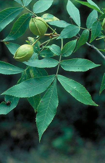 Hickory Leaf, Hickory Tree, Diy Landscaping, Tree Leaves, Native Garden, Bright Green, Native Plants, Ecology, Garden Plants