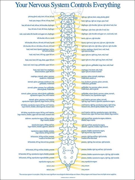 Spine...gotta show this to the hubby! Spinal Nerve, Spine Health, Nursing Tips, The Nervous System, Nursing Study, Nursing Notes, Medical Knowledge, Medical Technology, Nclex