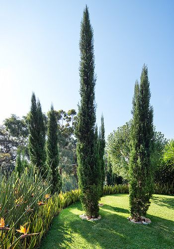 Pencil Pines 1 Pencil Pines Landscaping, Pencil Pines Garden, Pencil Pine Trees, Pencil Pine Hedge, Pencil Point Juniper Landscape, Stone Pine Tree, Pine Landscape, Pencil Pine, Ranch Landscape