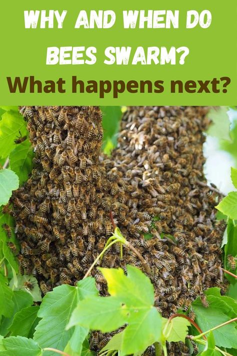 Why and When Do Bees Swarm Honey Bee Swarm, Beekeeping For Beginners, Wild Food Foraging, Bee Swarm, Backyard Beekeeping, Carpenter Bee, Sense Of Smell, Wild Food, Busy Bee