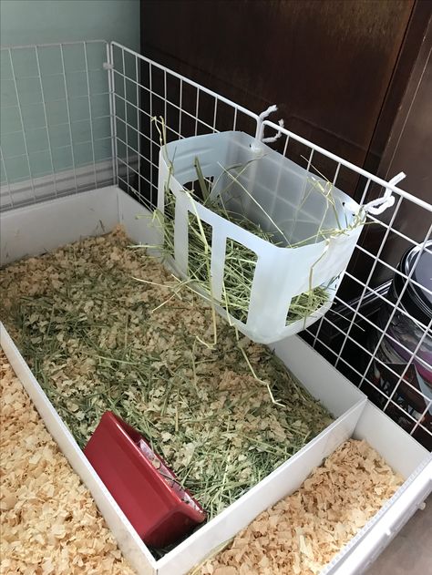 Use a plastic litter jug to make a hay rack for your Guinea pig! Pig Hay Feeder, Diy Hay Feeder, Diy Guinea Pig Cage, Guinea Pig Ideas, Guinea Pig Diy, Rabbit Habitat, Pig Ideas, Hay Racks, Guinea Pig Accessories