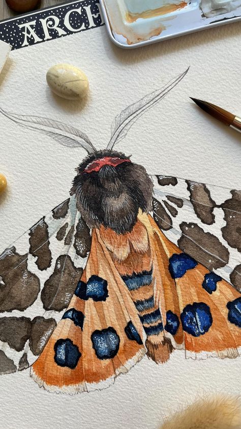 Watercolor process on the tiger moth - Arctia caja ✨ Brushes: @borcianiebonazzi Paper: @archespapers Watercolors: @winsorandnewton and… | Instagram Moth Colored Pencil Drawing, Insects Watercolor Painting, Wildlife Illustration Animals, Insect Watercolor Painting, Moth Watercolor Painting, Watercolor And Acrylic Painting, Moths Painting, Moths Watercolor, Moth Drawings