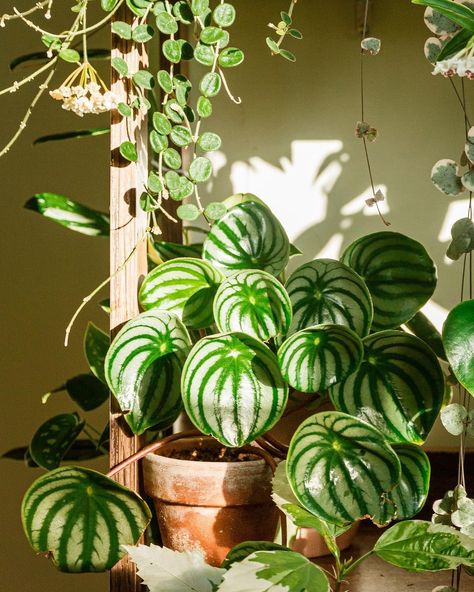 Peperomia Watermelon, Plant Mom Aesthetic, Watermelon Peperomia, Watermelon Plant, Peperomia Plant, Mom Aesthetic, 2024 Aesthetic, Plants Ideas, Special Place In My Heart