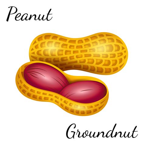 Vector illustration of peanut in a nutshell. Peanut, groundnut in vector. This vector image and a lot of others are available for buying at shutterstock and some other stocks as well. Please ask me for details if you want to buy it. Illustration by @annatao_design.  #illustration #art #drawing #sketch #artist #artwork #draw #digitalart #design #painting #creative #illustrator #pencil #graphic #graphics #drawings #arts #artistic #peanut #groundnut #annataodesign #stocks #vector #vectorart Peanut Art Illustration, Wine Bottle Design, Art Drawing Sketch, Painting Creative, Paper Doll House, Food Clips, Sketch Artist, Chip And Dale, Illustration Art Drawing