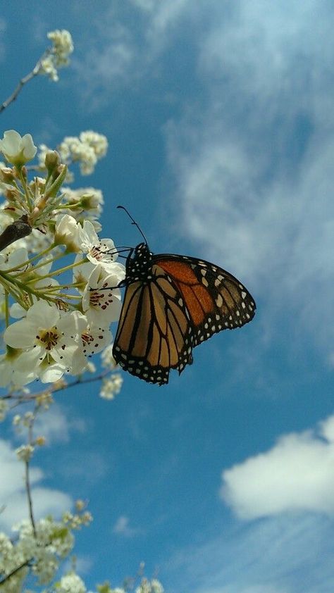 Picture Of A Butterfly, Summer Homescreen, Butterflies Aesthetic, Beautiful Butterfly Photography, Monarch Butterflies, Butterfly Photos, Butterfly Pictures, Cute Wallpaper For Phone, Spring Aesthetic