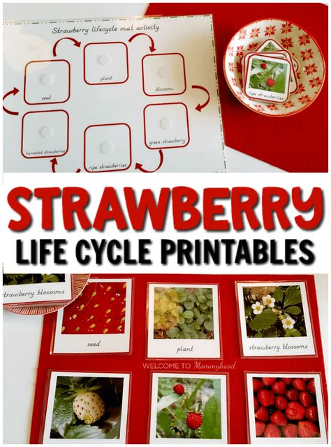 Strawberry Life Cycle, Botany Activities, Strawberry Project, Plants Life Cycle Activities, Montessori Botany, Toddler Montessori Activities, Life Cycle Activities, Children's House, Montessori Science