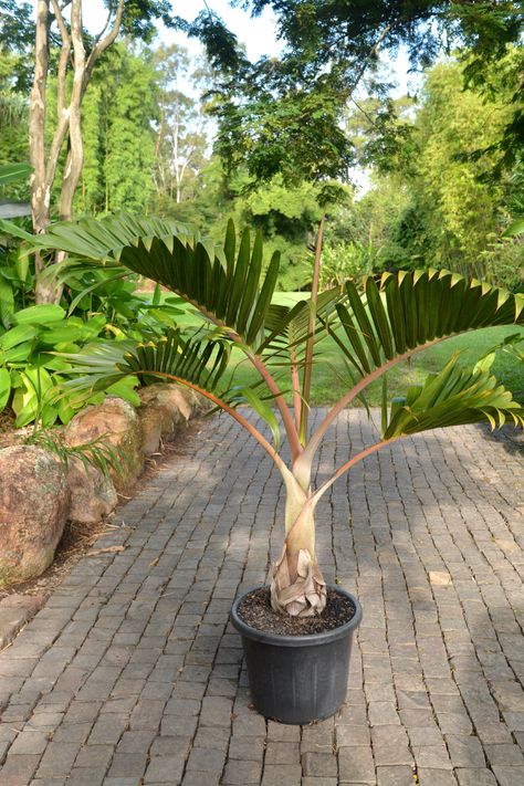 Hyophorbe lagenicaulis (Bottle Palm) Bottle Palm Tree, Coffee Tree, Growing Indoors, Pool Deck, Pool Patio, A Well, Red Christmas, In The Garden, Trees To Plant