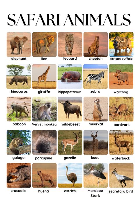 🦁 Montessori Animal Flashcards – 25 African Wildlife Cards 🦓
Teach kids about African animals with real-life Montessori Three-Part Nomenclature Cards! Perfect for homeschool & classroom learning. Instant download & print! 🖨️✨

#MontessoriLearning #AnimalFlashcards #HomeschoolPrintables #PreschoolActivities #WildlifeEducation Vervet Monkey, African Buffalo, Animal Flashcards, Homeschool Classroom, Homeschool Printables, Baboon, African Wildlife, Cards Printable, Teach Kids