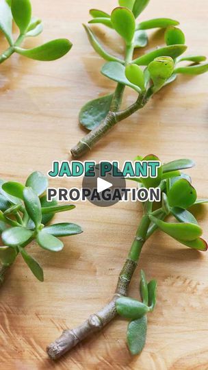 Facebook How To Water Succulents, Houseplants Low Light, Jade Plant, Propagating Succulents, Types Of Succulents, Succulent Soil, Hanging Succulents, Plants Succulents, Crassula Ovata