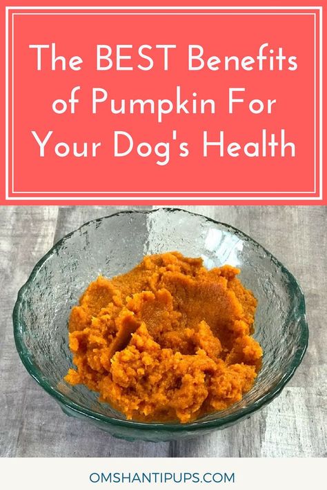 Adding pumpkin to your dog’s food is a great way to boost your dog’s nutrition, and it provides a whole host of benefits! Read on to see why pumpkin is so good for dogs to eat! Can Dogs Eat Pumpkin, Dog Pumpkin, Cat Nutrition, Om Shanti, Diy Dog Treats, Dog Nutrition, Dog Diet, Healthy Dog Food Recipes, Animal Nutrition