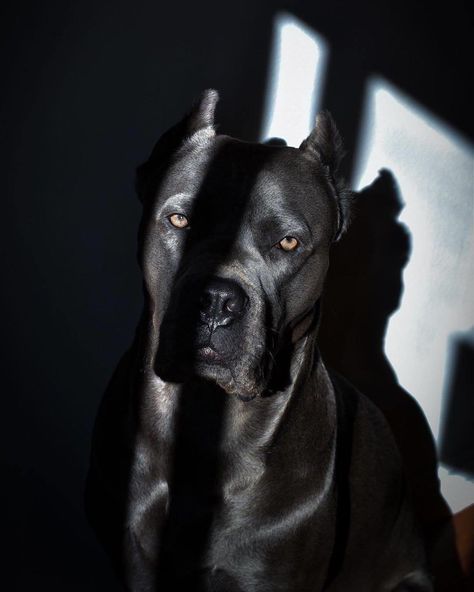 Came Corso Aesthetic, Cane Corso Dog Aesthetic, Black Pitbull Aesthetic, Pit Bull Aesthetic, Cane Corso Aesthetic, Black Dogs Aesthetic, Aesthetic Pitbull, Cane Corso Black, Scary Dog Aesthetic