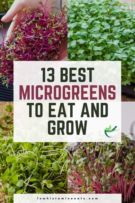 Microgreens Recipe, Micro Herbs, Low Histamine Diet, Hydroponic Farming, Growing Microgreens, Sprouting Seeds, Healthy Substitutions, Succulent Garden Diy, Hydroponic Gardening