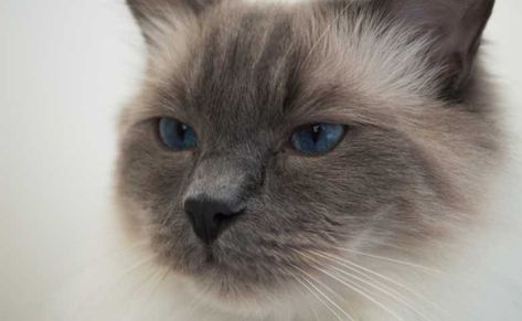 Siamese Ragdoll Cat Mix - Do you want to know about Ragdoll Siamese mix, Ragamese Cat? Ragamese Cats, Blue Point Ragdoll, Cat Ragdoll, Tonkinese, Cat Allergies, Pointed Ears, Blue Point, Ragdoll Kitten, Beautiful Cat Breeds