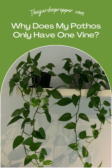 Why does my Pothos only have one vine How To Display Pothos Plant, Pothos Shelf, How To Hang Pothos Vines, Pothos Display, Pothos Styling, Long Pothos Plant Decor Ideas, Hanging Pothos Ideas, Pothos Trellis, Pothos Climbing Ideas