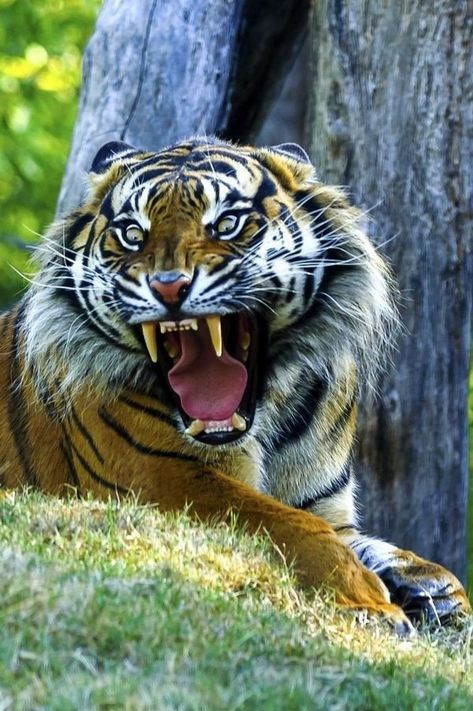 Tiger Attack, Regard Animal, Tiger Roaring, Tiger Pictures, Exotic Cats, Majestic Animals, Cheetahs, A Tiger, Wallpapers Iphone