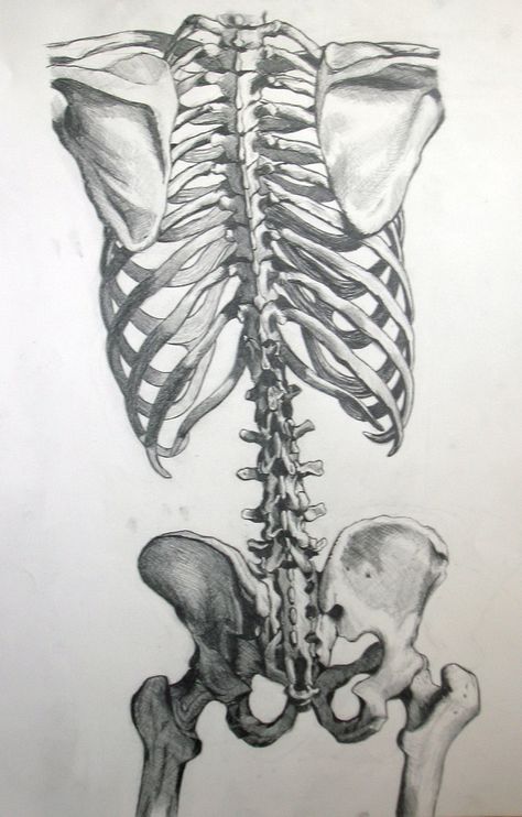 . Skeleton From The Back, Skeleton From Behind, Skeleton Back View, Draw A Skeleton, Skeleton Reference, Draw Clothing, Skeleton Back, Life Drawing Classes, Skeleton Drawings