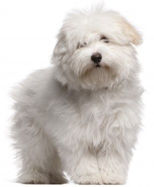 Coton de Tulear Royal Dog of Madagascar Small Dog Place http://smalldogplace.com/coton-de-tulear.html Cotton De Tulear, Coton De Tulear Puppy, Best Small Dog Breeds, Miniature Dog Breeds, Coton De Tulear Dogs, Best Small Dogs, Small Breed Dogs, Coton De Tulear, Havanese Dogs