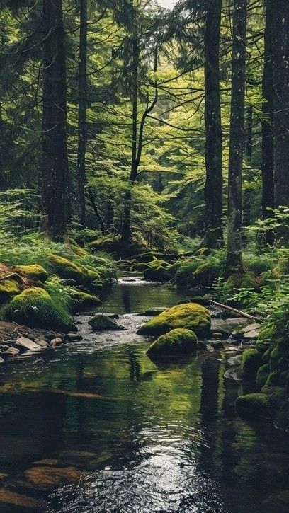 Forest River Aesthetic, Woodland Stream, Manifestation Challenge, Jungle Pictures, Sunlit Forest, Forest Images, Mossy Rocks, Green Canopy, Forest Stream