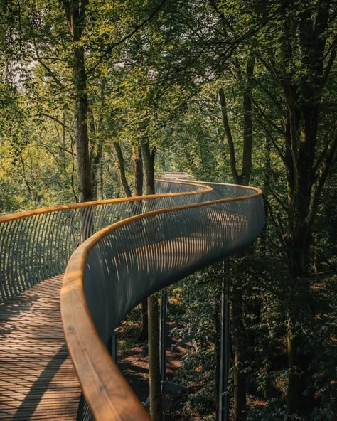 Sky Walk, Tree Canopy, Bridge Design, Forest Floor, Tree Tops, English Garden, Urban Landscape, Walkway, Urban Design