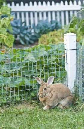 Cute, low fence. Rabbit Fence, Backyard Vegetable Gardens, Magic Garden, Home Vegetable Garden, Vegetable Garden Design, Backyard Fences, Garden Pests, Glass Garden, Garden Irrigation