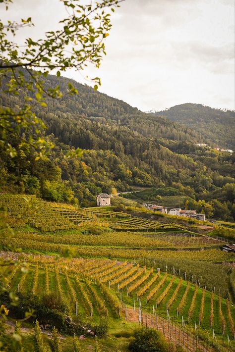 Grape Aesthetic, Grapes Aesthetic, Vineyard Aesthetic, Bordeaux Vineyards, Fall Vineyard, Village Witch, Grape Picking, Moodboard Images, 26 Birthday