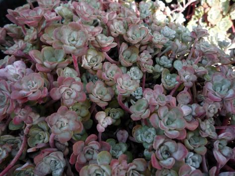 Cold Hardy Succulents, Sedum Ground Cover, Sedum Garden, Succulent Garden Outdoor, Hardy Succulents, Succulent Garden Landscape, Succulent Landscape Design, Diy Garden Fountains, Rock Garden Plants