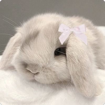 Bunny With Bow, Bow Icon, Cutest Bunny Ever, Wouldn't It Be Nice, Birthday Things, Pet Bunny Rabbits, Bunny Pink, Cute Bunny Pictures, Zoo Babies