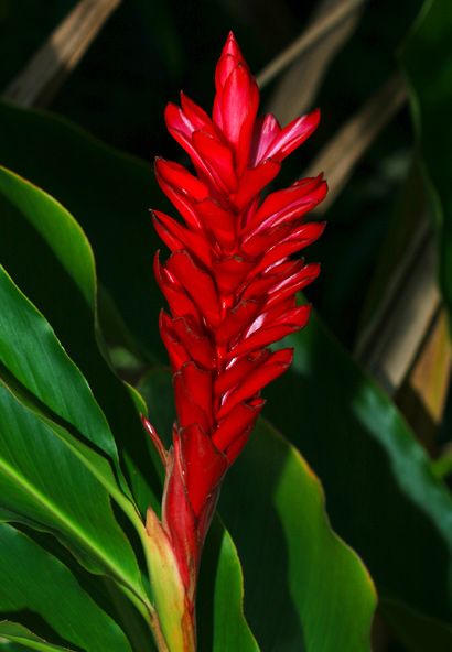 Red Ginger (Alpinia purpurata), also called Ostrich Plume and Pink Cone Ginger, are native Malaysian plants with showy flowers on long brightly colored red bracts. They look like the bloom, but the true flower is the small white flower on top.  Its two varieties are called Jungle King and Jungle Queen. Hawaiian Plants, Tattoo Plant, Pink Ginger, Red Ginger, Ginger Plant, Ginger Flower, Red Plants, Small White Flowers, Hawaiian Flowers