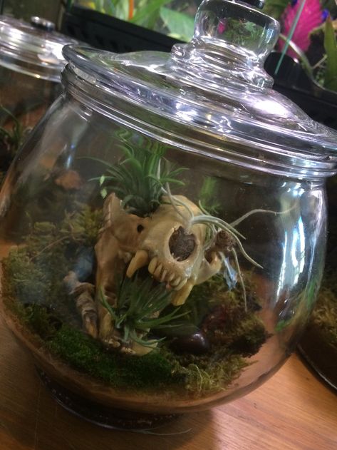 The boyfriend made this. - Imgur Skull Terrarium, Animal Skull, Bone Crafts, Vulture Culture, Bone Art, Goth Home, Goth Home Decor, Animal Bones, Terraria