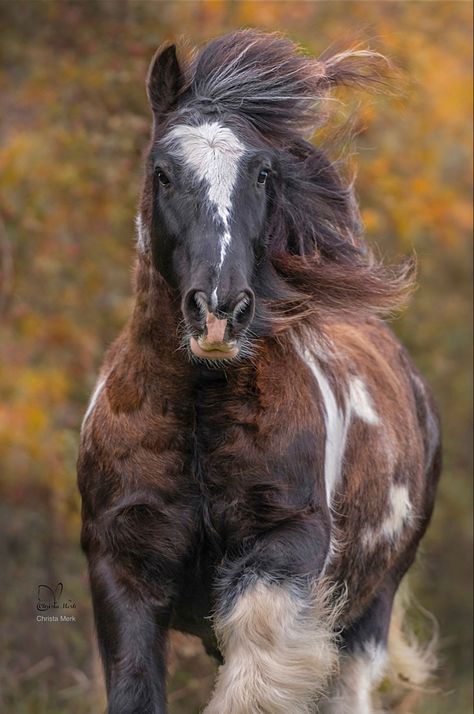 Irish Draft Horse, Draft Horse Breeds, Horse Markings, Gorgeous Horses, Shire Horse, Horse Ideas, Clydesdale Horses, Pinto Horse, Draft Horse