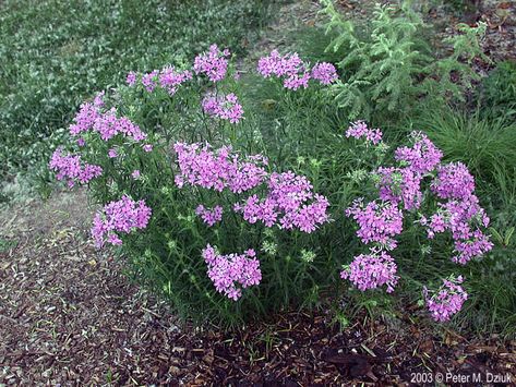 Early summer bloom time Phlox Pilosa, Dry Shade Garden, Triangle Garden, Prairie Meadow, Phlox Plant, Minnesota Wildflowers, Colorado Garden, Lake Forest Illinois, Native Plant Garden