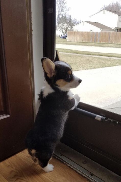 Cute Corgi Puppy, Baby Animals Pictures, Corgi Puppy, Cute Corgi, Cute Dogs And Puppies, Corgi Dog, Cute Animal Photos, Cute Animal Pictures