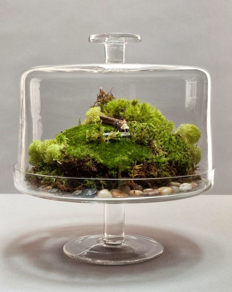 15+ Cool and Creative Terrarium Ideas Terrarium Art, Terrarium Scene, Terrariums Diy, Terrarium Ideas, Mini Terrarium, Hanging Plants Indoor, Moss Terrarium, Moss Garden, Terrarium Diy