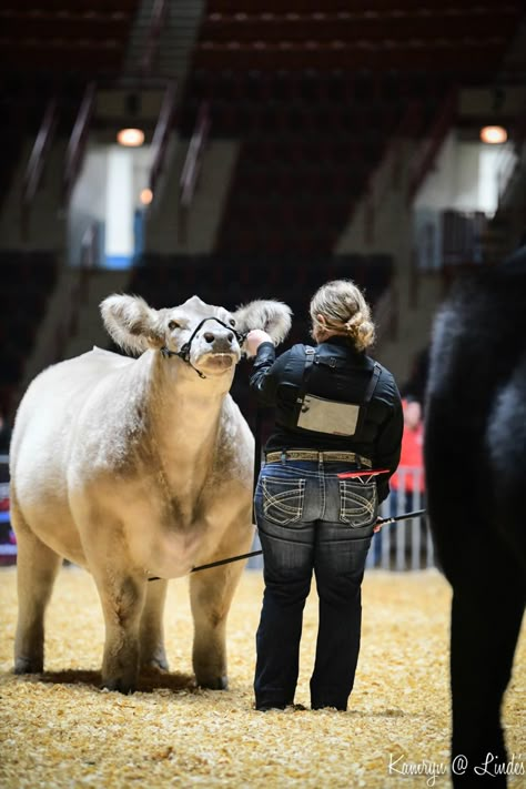 Show Calves, 4-h Aesthetic, Steer Showing, Cow Showing, Show Cattle Barn, Showing Cattle, Livestock Showing, Livestock Judging, Show Animals