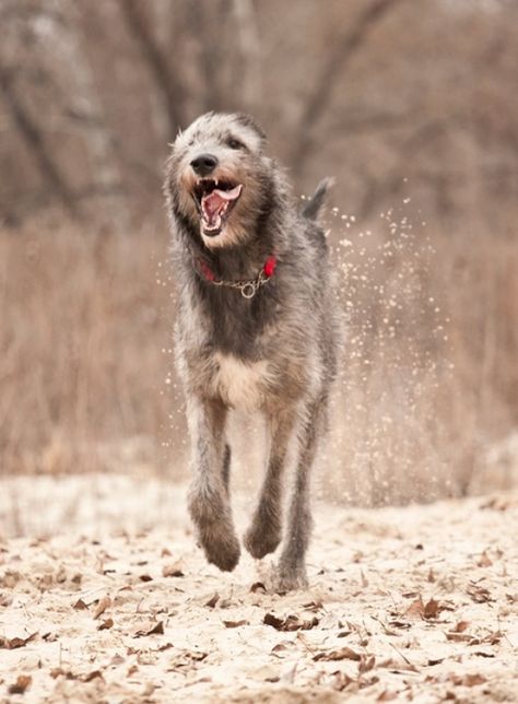 Irish wolfhound Irish Wolfhound Puppies, Irish Wolfhound Dogs, Wolfhound Dog, Sight Hounds, Scottish Deerhound, Irish Terrier, Giant Dogs, Irish Wolfhound, Funny Dog Pictures