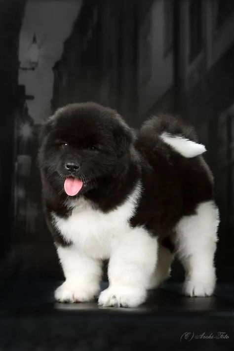 14 Cute Akitas You'll Have to See to Believe - PetPress American Akita Puppies, Akita Puppies For Sale, American Akita Dog, Akita Puppy, Japanese Akita, Akita Puppies, American Akita, Cockapoo Puppies, Cutest Puppies