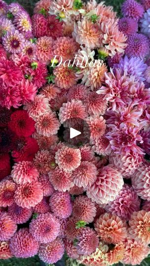 Growing Dahlias, Companion Plants, One Flower, Cottage Garden Plants, Gardening Flowers, Flower Farmer, English Cottage Garden, New Farm, My Past