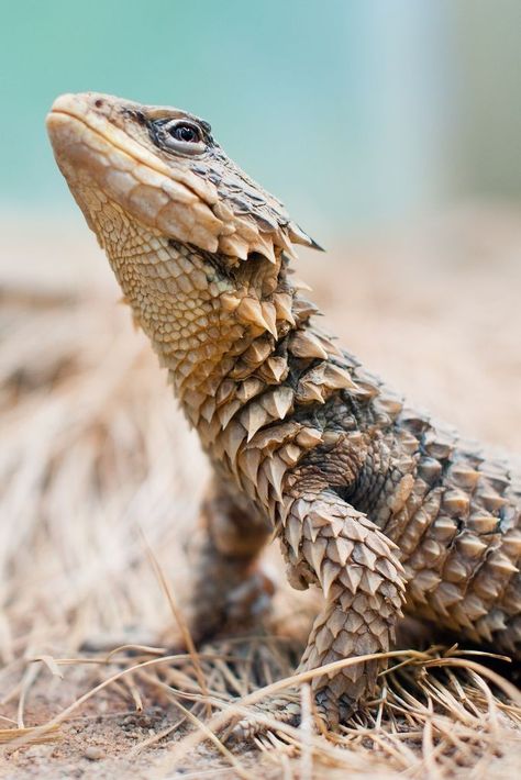 Sungazer Lizard, Armadillo Lizard, Animal Study, Interesting Animals, Reptiles Pet, Weird Creatures, Reptiles And Amphibians, Animals Images, Animal Photo